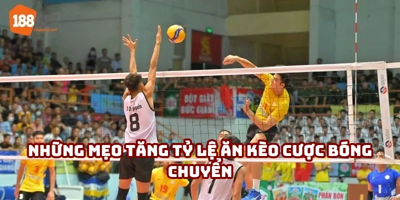 Tổng hợp loại kèo cược bóng chuyền phổ biến nhất